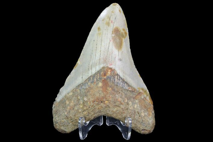 Fossil Megalodon Tooth - North Carolina #101254